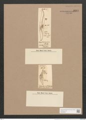 Toxonidea gregoriana Donkin (de-Toni-Nr.: Genus 16, Species 1139) Zeichnungen Sammlung Grunow Nr. 2237 (NHMW-BOT-W0369332)